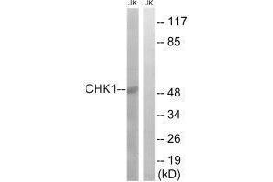 Western blot analysis of extracts from JurKat cells, using Chk1 (Ab-280) antibody. (CHEK1 antibody  (Ser280))