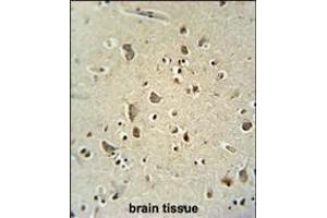 ATPGD1 antibody (N-term) (ABIN654537 and ABIN2844255) immunohistochemistry analysis in formalin fixed and paraffin embedded human brain tissue followed by peroxidase conjugation of the secondary antibody and DAB staining. (CARNS1 antibody  (N-Term))