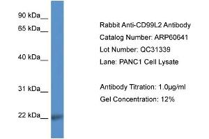 Western Blotting (WB) image for anti-CD99 Molecule-Like 2 (CD99L2) (Middle Region) antibody (ABIN2788521) (CD99L2 antibody  (Middle Region))