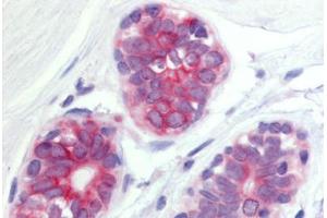 WNT6 antibody  (Internal Region)