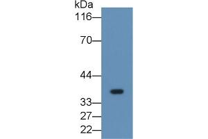 Detection of FGL1 in Human Placenta lysate using Monoclonal Antibody to Fibrinogen Like Protein 1 (FGL1) (FGL1 antibody  (AA 23-312))