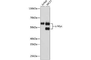 Western blot analysis of extracts of various cell lines, using c-Myc antibody (ABIN7268711) at 1:1000 dilution. (c-MYC antibody)