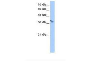 PCMTD1 antibody  (AA 201-250)