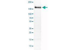 Western Blot analysis of RT-4 cell lysate with FLT1 monoclonal antibody, clone CL0345 .