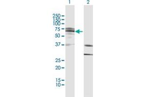 Western Blot analysis of IKZF4 expression in transfected 293T cell line by IKZF4 MaxPab polyclonal antibody.