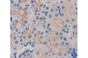 IHC-P analysis of Mouse Tissue, with DAB staining. (MFGE8 antibody  (AA 159-417))