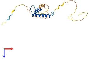 ID4 Protein (AA 1-161) (His tag)