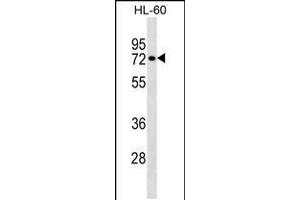 Western blot analysis in HL-60 cell line lysates (35ug/lane). (RHOT2 antibody  (AA 291-320))