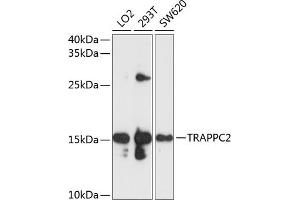 Western blot analysis of extracts of various cell lines, using TR antibody  at 1:1000 dilution. (TRAPPC2 antibody  (AA 1-140))
