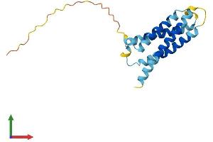 AlphaFold protein structure predicition of Human Recombinant CMTM8 Protein, UniprotID Q8IZV2 (CMTM8 Protein (AA 1-173) (His tag))