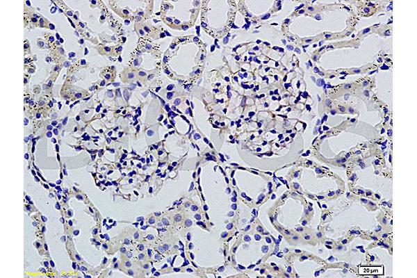 Podoplanin antibody  (AA 91-166)