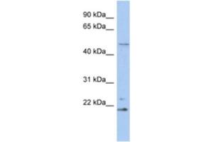 Western Blotting (WB) image for anti-Retinoblastoma Binding Protein 9 (RBBP9) antibody (ABIN2463903) (RBBP9 antibody)