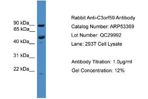 WB Suggested Anti-C3orf59  Antibody Titration: 0. (MB21D2 antibody  (C-Term))