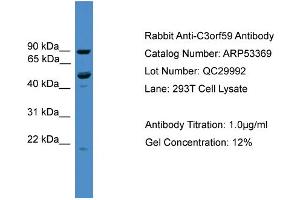 WB Suggested Anti-C3orf59  Antibody Titration: 0.