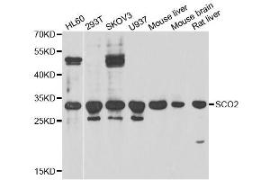 Western blot analysis of extracts of various cell lines, using SCO2 antibody. (SCO2 antibody  (AA 1-130))