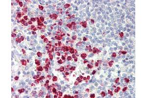 Anti-ORMDL3 antibody IHC staining of human spleen. (ORMDL3 antibody  (AA 53-81))