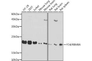 Western blot analysis of extracts of various cell lines, using Y14/RBM8A Rabbit mAb (ABIN7270089) at 1:1000 dilution.