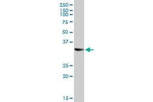 STX1A MaxPab rabbit polyclonal antibody. (STX1A antibody  (AA 1-251))