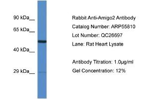 Western Blotting (WB) image for anti-Adhesion Molecule with Ig-Like Domain 2 (AMIGO2) (Middle Region) antibody (ABIN785771) (AMIGO2 antibody  (Middle Region))