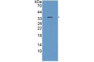 Western Blotting (WB) image for Annexin A5 (ANXA5) ELISA Kit (ABIN6730890)