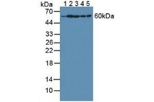 Figure. (HPRT1 antibody  (AA 3-218))