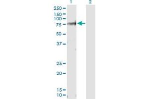 Western Blot analysis of VANGL1 expression in transfected 293T cell line by VANGL1 MaxPab polyclonal antibody. (Vangl1 antibody  (AA 1-524))