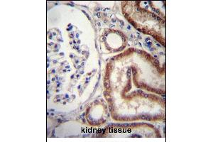 MIOX Antibody (N-term) (ABIN657153 and ABIN2846286) immunohistochemistry analysis in formalin fixed and paraffin embedded human kidney tissue followed by peroxidase conjugation of the secondary antibody and DAB staining. (MIOX antibody  (N-Term))