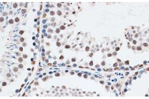 Immunohistochemistry of paraffin-embedded Mouse testis using AQR Polyclonal Antibody at dilution of 1:100 (40x lens).