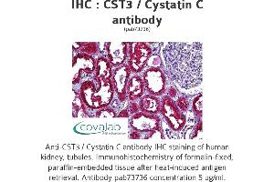 Image no. 1 for anti-Cystatin C (CST3) antibody (ABIN1733347) (CST3 antibody)
