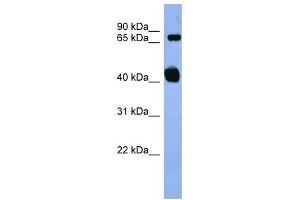 Apbb1 antibody used at 0. (FE65 antibody  (N-Term))