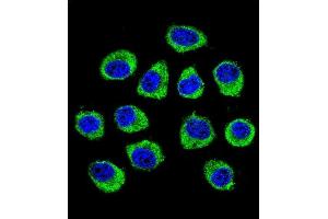 Confocal immunofluorescent analysis of CNIH2 Antibody (N-term) (ABIN655476 and ABIN2844999) with U-251MG cell followed by Alexa Fluor 488-conjugated goat anti-rabbit lgG (green). (CNIH2 antibody  (N-Term))