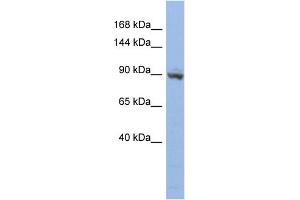 WB Suggested Anti-ZNF546 Antibody Titration:  0. (ZNF546 antibody  (N-Term))