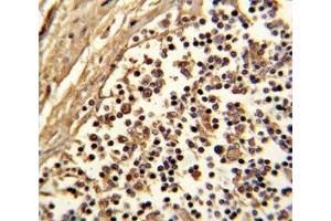 IHC analysis of FFPE human lymph with CD33 antibody (CD33 antibody  (AA 12-39))