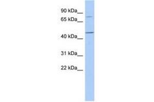 Image no. 1 for anti-F-Box Protein 39 (FBXO39) (AA 35-84) antibody (ABIN6741232)