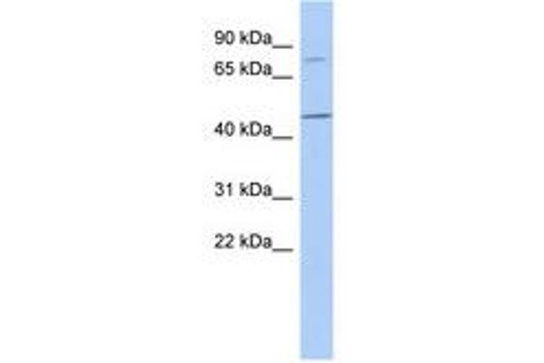 FBXO39 anticorps  (AA 35-84)