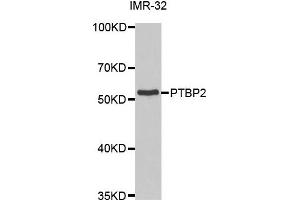 Western Blotting (WB) image for anti-Polypyrimidine Tract Binding Protein 2 (PTBP2) antibody (ABIN1877081) (PTBP2 antibody)