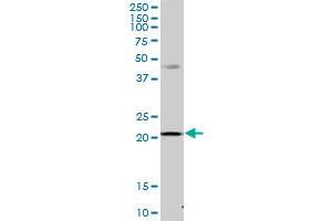 MRPS23 MaxPab polyclonal antibody. (MRPS23 antibody  (AA 1-190))