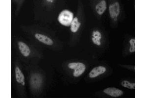 Immunoflourescence staining of MDCK cells. (FADD antibody  (AA 94-208))