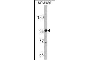 Western blot analysis of XPOT antibody in NCI-H460 cell line lysates (35ug/lane) (XPOT antibody  (C-Term))