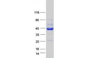 PDHA2 Protein (Myc-DYKDDDDK Tag)