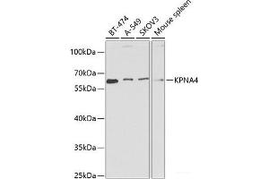 Western blot analysis of extracts of various cell lines using KPNA4 Polyclonal Antibody at dilution of 1:1000. (KPNA4 antibody)