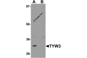 Western Blotting (WB) image for anti-tRNA-YW Synthesizing Protein 3 Homolog (TYW3) (Middle Region) antibody (ABIN1031152) (TYW3 antibody  (Middle Region))