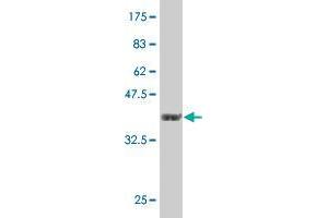 PJA1 antibody  (AA 81-180)