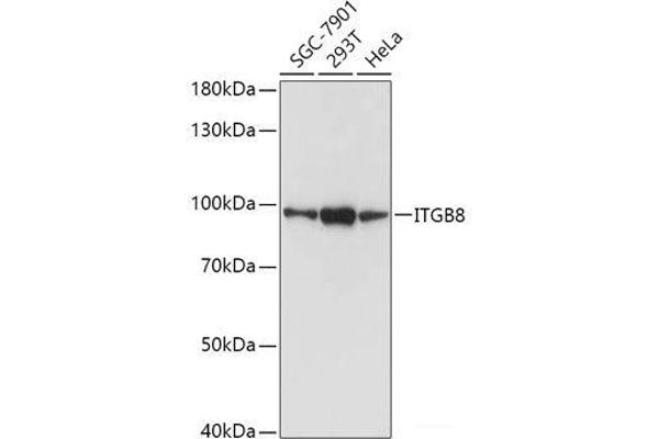 ITGB8 antibody