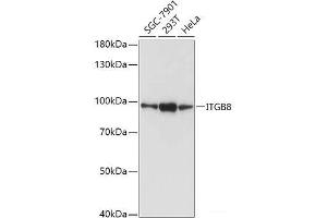 Western blot analysis of extracts of various cell lines using ITGB8 Polyclonal Antibody at dilution of 1:1000. (ITGB8 antibody)