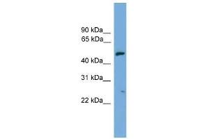 EXOC4 antibody used at 0.