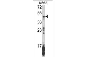 Western blot analysis of KIR2DL5B Antibody (Center) (ABIN652855 and ABIN2842556) in K562 cell line lysates (35 μg/lane). (KIR2DL5B antibody  (AA 264-290))