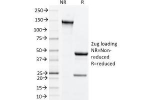 SDS-PAGE Analysis Purified CD134 Rat Monoclonal Antibody (OX-86). (TNFRSF4 antibody)
