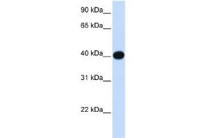 WB Suggested Anti-LIAS Antibody Titration:  0. (LIAS antibody  (N-Term))