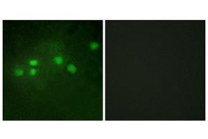 Immunofluorescence (IF) image for anti-E74-Like Factor 1 (Ets Domain Transcription Factor) (ELF1) (C-Term) antibody (ABIN1849318) (ELF1 antibody  (C-Term))